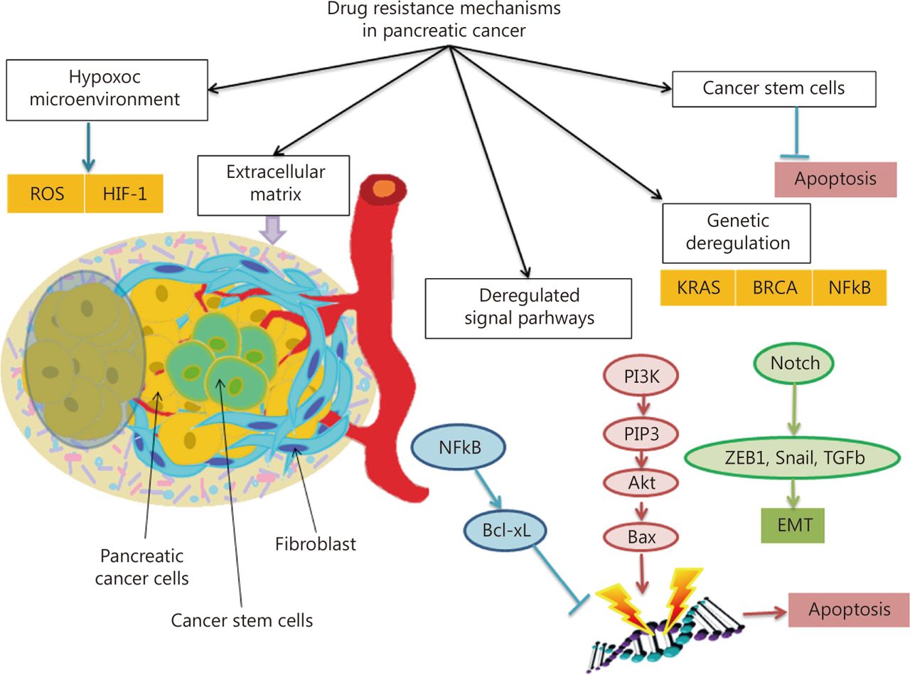 Резистентность клетки. Drug Resistance in Cancer. Tert in Cancer mechanism.