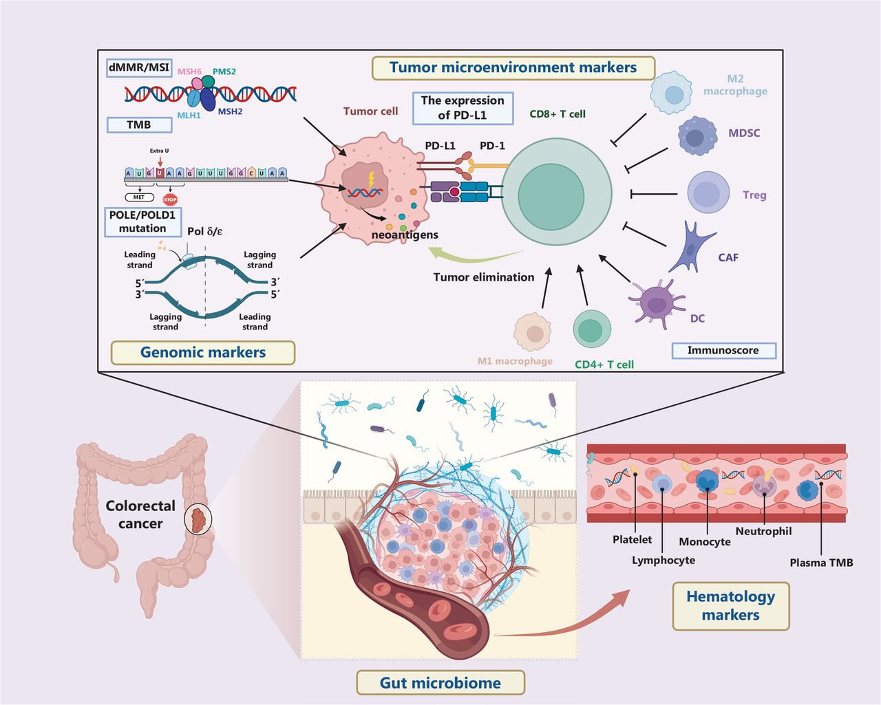 Biomarkers for immune checkpoint inhibitors in colorectal cancer